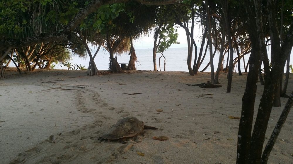 Trikora Beach Club And Resort Teluk Bakau Exterior foto